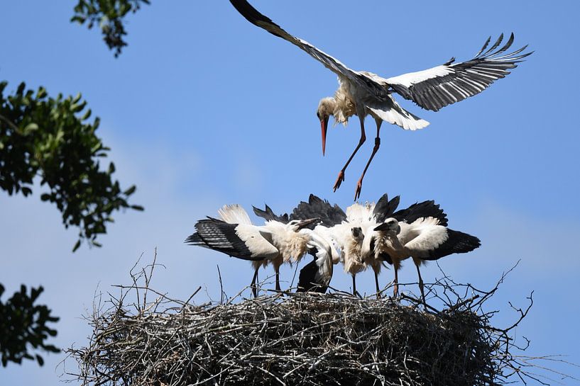 Stork by Hans Ammerlaan
