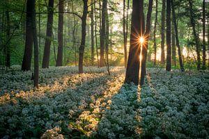 De opkomende zon in het bos