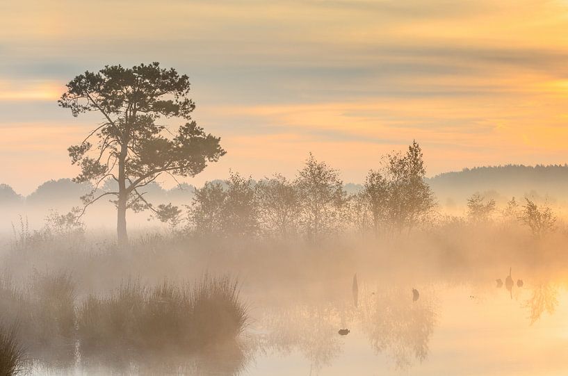 Landscape in the fog by Andy Luberti