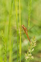 Dragonfly in grass