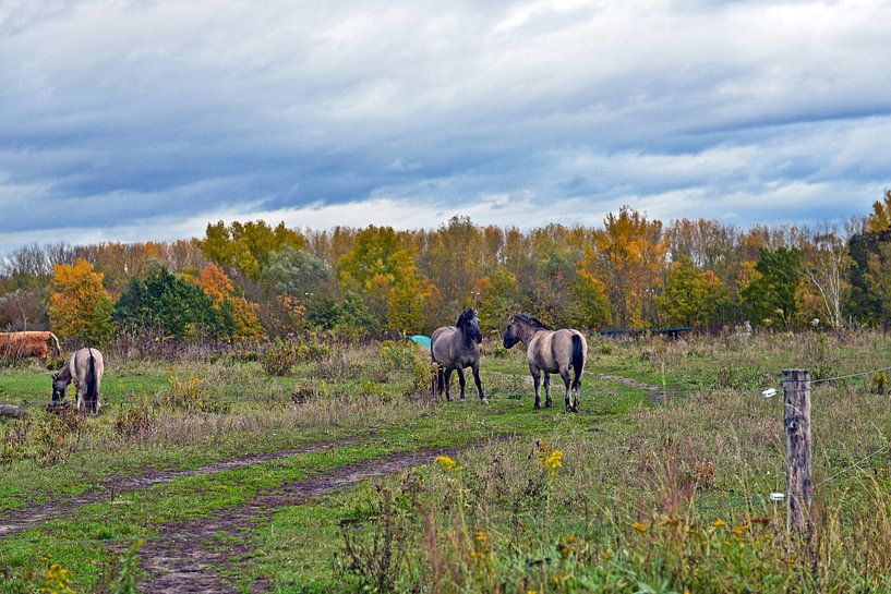 Wilde Koniks aan het spelen in de Berlijnse Barnim van Silva Wischeropp