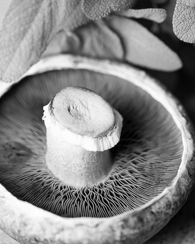 Portobello black and white