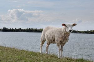 Schapen op de dijk
