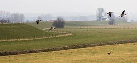 Lekdijk met ganzen von Dennis Weggelaar