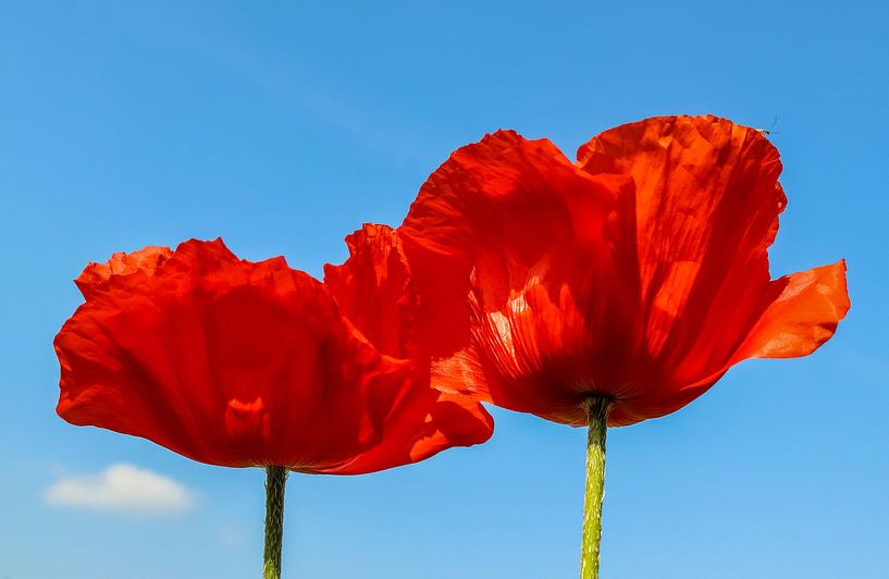 Red corn poppy blossom against blue sky by MPfoto71