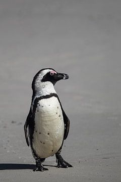 Pingouin à lunettes (Spheniscus demersus) sur Dirk Rüter