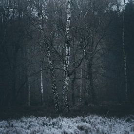 frozen forest van Glenn Slabbinck