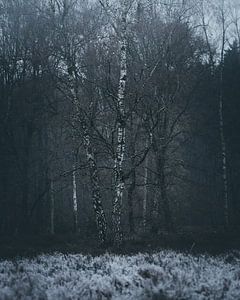 forêt gelée