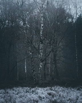 frozen forest van Glenn Slabbinck