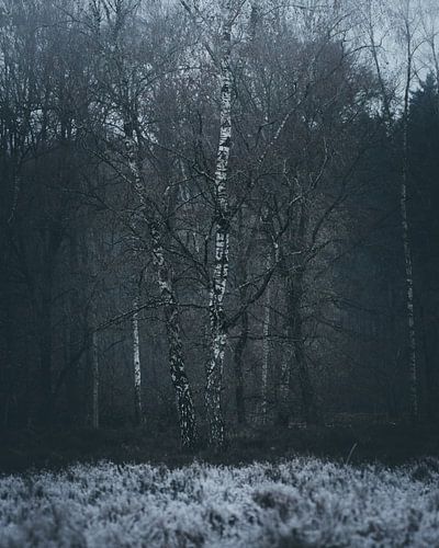 frozen forest