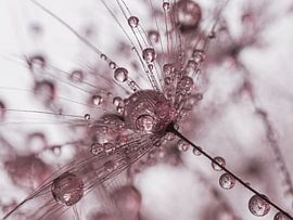 Abstract: A collection of old pink drops by Marjolijn van den Berg