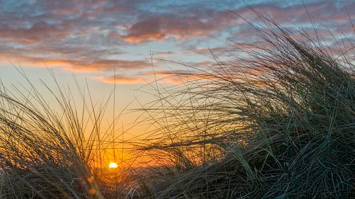 Gouden uur helmgras Terschelling
