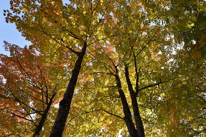 Ein Zuckerstrauch im Herbst von Claude Laprise
