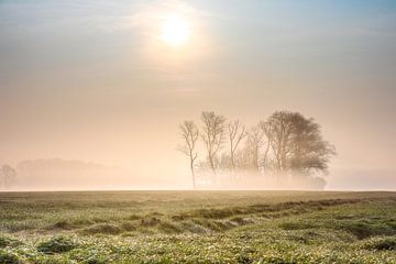 Golden morning mist on the fields near Keiem Diksmuide West Flanders