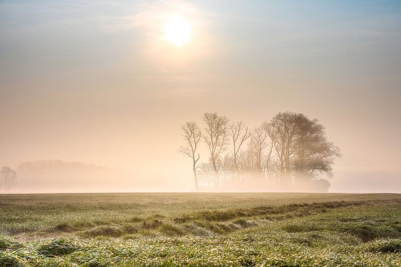 Golden morning mist on the fields near Keiem Diksmuide West Flanders by Peschen Photography