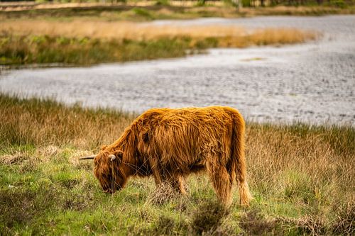 Scottish Highlander Schottischer Highlander