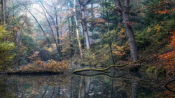 Lake in the forest in autumn