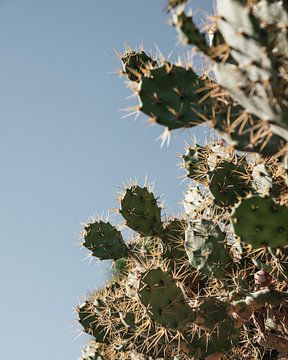 Cactus à Gran Canaria sur Myrthe Slootjes