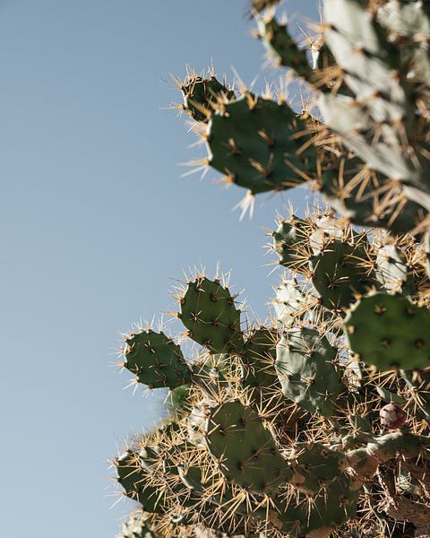 mammillaria microthele superfina Mammillaria microthele var. superfina main image 0
