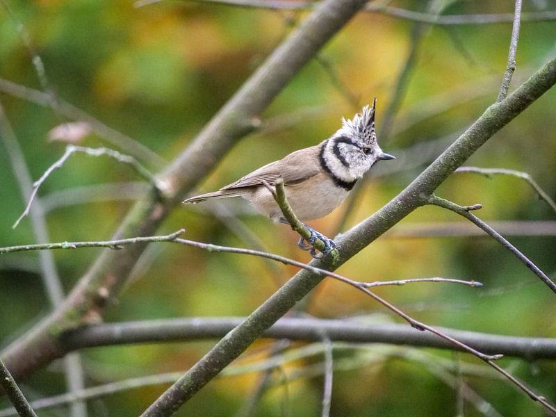 Tintin in autumn by Dutch Birding Dad