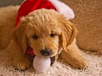 Golden Retriever puppy