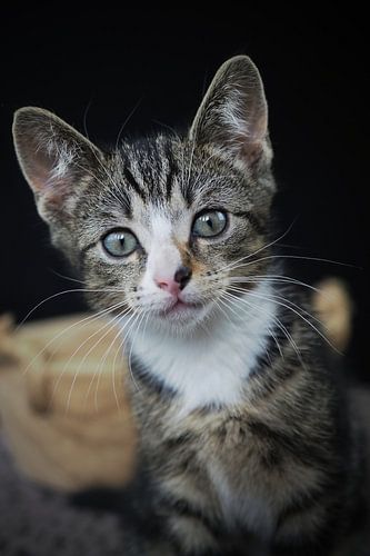 Kitten kijkt in de camera