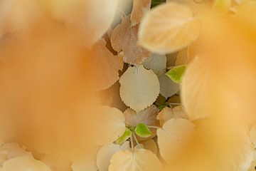 Doorkijkje tussen geel verkleurde bladeren in de heg van Margriet Hulsker