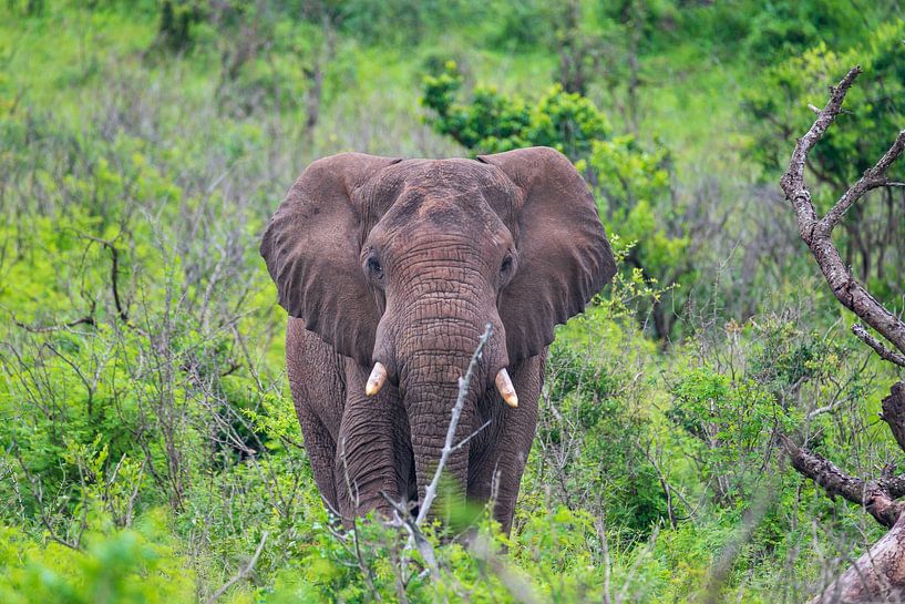 Close Encounter van Melanie van der Rijt