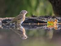 Perfect reflection