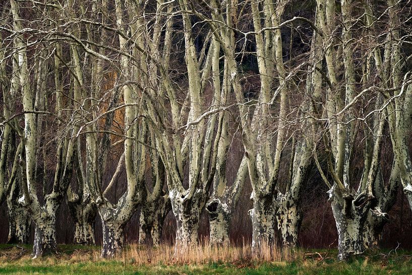 Verborgene Wälder Nr. 4 par Lars van de Goor