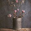 spring is coming... ( magnolia) by Els Fonteine