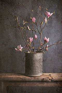 Der Frühling kommt... (Magnolie) von Els Fonteine