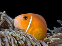 Blackfinned anemonefish looks up from its anemone