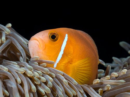 Blackfinned anemonefish looks up from its anemone