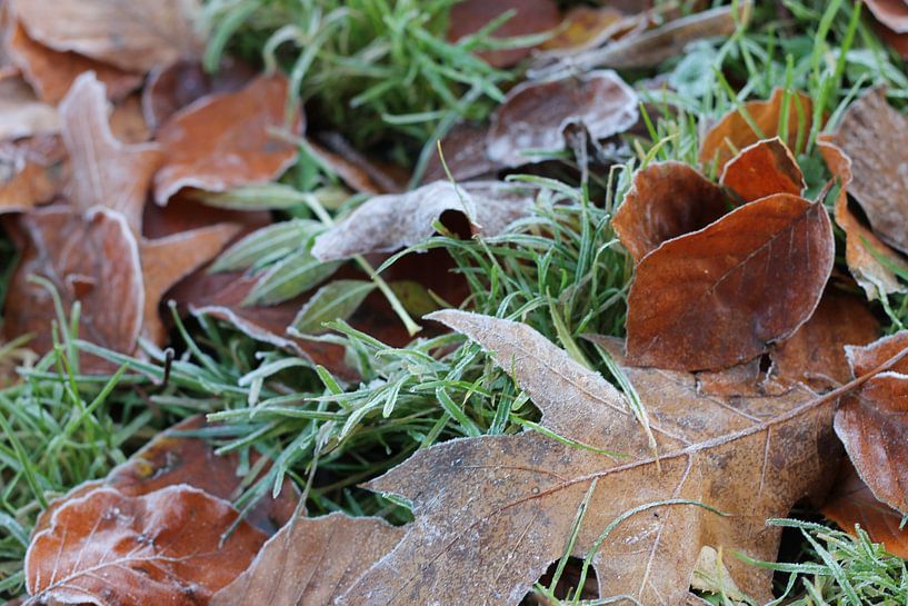 Herft leaves with ice by Jelte versendaal