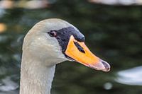 Zwanenkoppie
