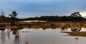 Loonse en Drunense Duinen