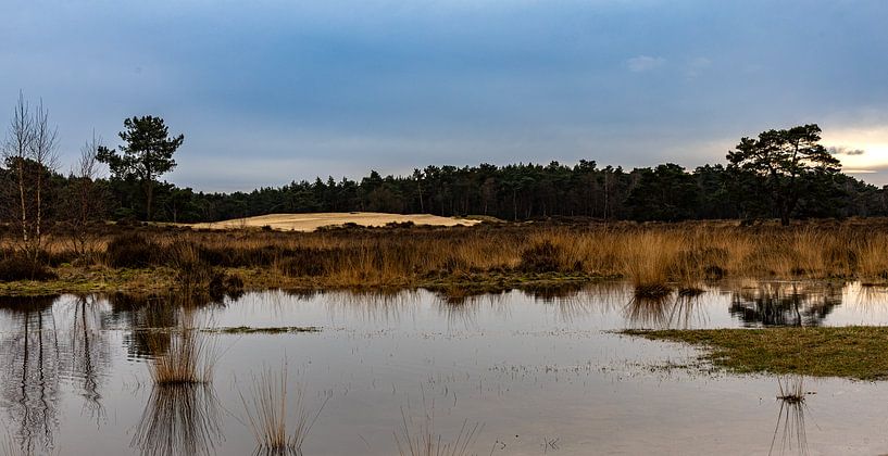 Loonse en Drunense Duinen van Antoine Sprangers