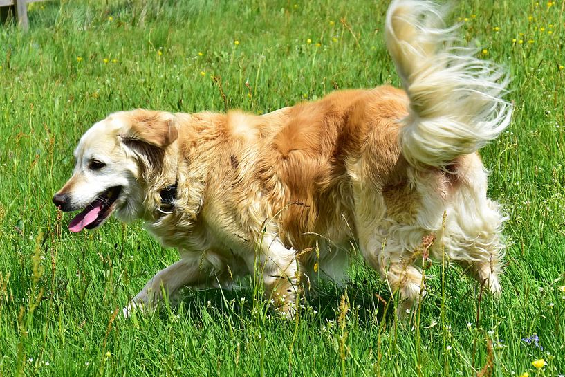 Golden Retriever by DeVerviersBelgium