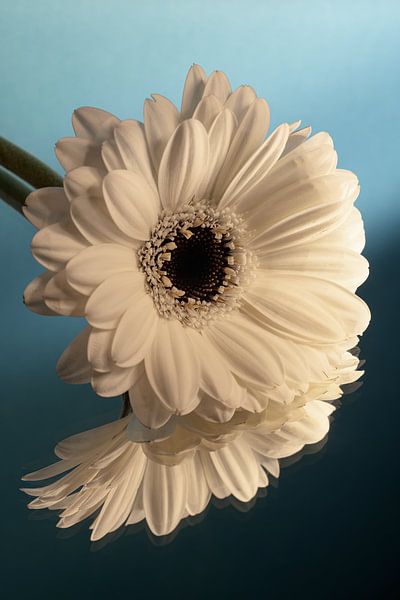 Une lumière chaude tombe sur un gerbera blanc sur fond bleu avec dégradé de couleurs par Marjolijn van den Berg