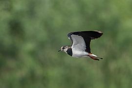 Kievit sur Jan van Vreede