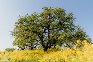 Arbre sur Myrthe Vlasveld