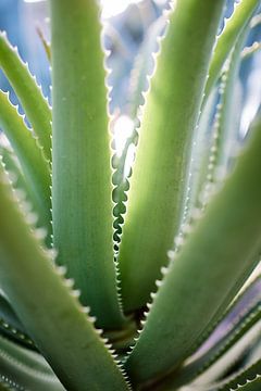 Aloe Vera Pflanze im Gegenlicht von Karel Ham