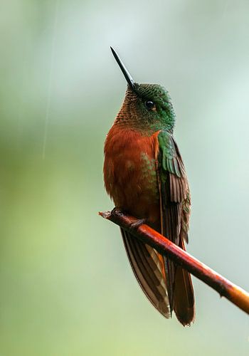 Matthews' hoornkolibrie