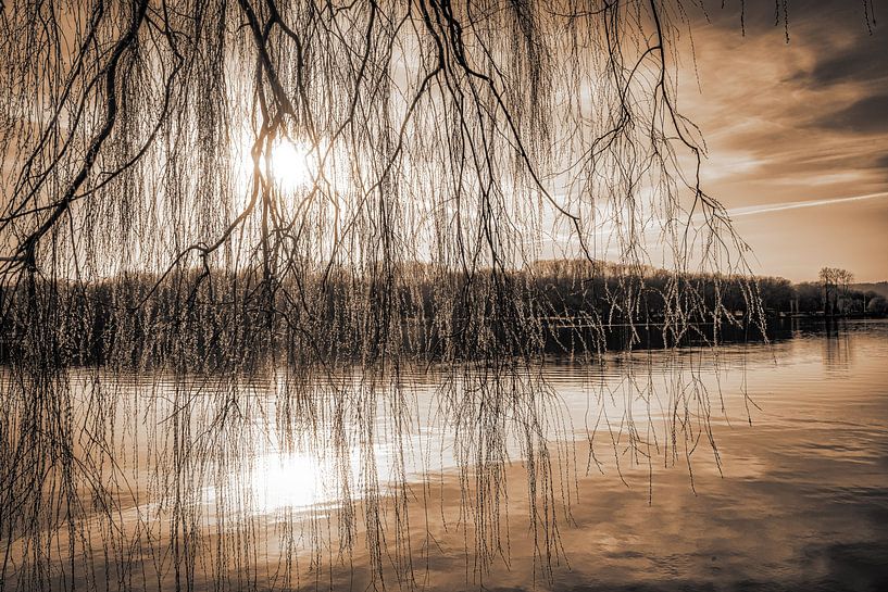 Weeping willow at the Baldeneysee in backlight at sunset in sepia tone by Dieter Walther