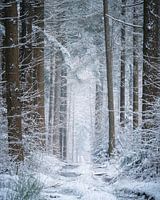 besneeuwd bospad