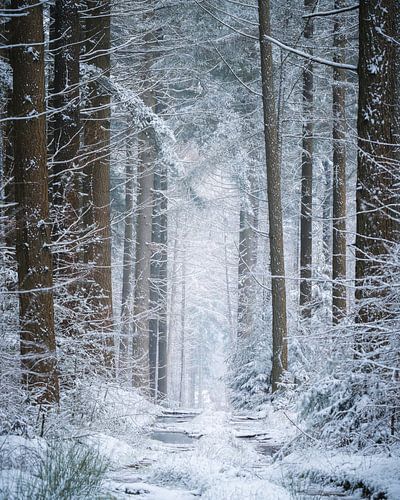 chemin forestier enneigé sur Wennekes Photography