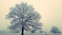Winter op het Doldersumseveld
