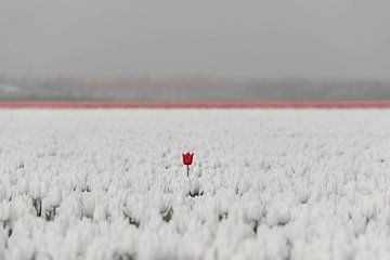 Rode tulp in een wit veld van Ans Bastiaanssen