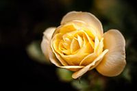 Gele Roos